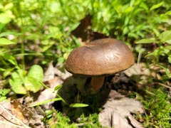 Cyanoboletus cyaneitinctus