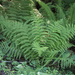 Athyrium filix-femina - Photo (c) Wendy Feltham, alguns direitos reservados (CC BY-NC), uploaded by Wendy Feltham