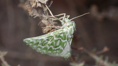 Thetidia plusiaria