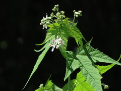 Ripariosida hermaphrodita