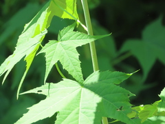 Ripariosida hermaphrodita