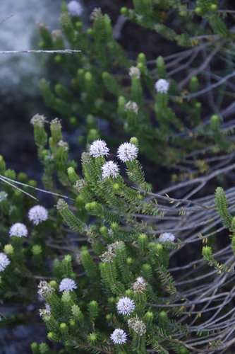 Image of Stilbe ericoides by (c) Tony Rebelo, some rights reserved (CC BY-SA)