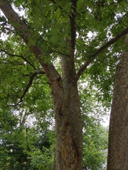 Magnoliopsida