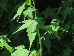 Ripariosida hermaphrodita