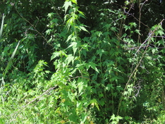 Ripariosida hermaphrodita