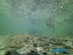 Sillaginodes punctatus