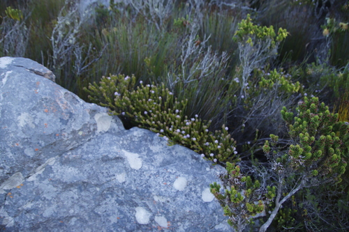Image of Stilbe ericoides by (c) Tony Rebelo, some rights reserved (CC BY-SA)