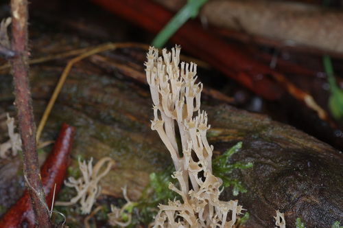 Artomyces austropiperatus image