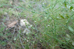 Thesium divaricatum