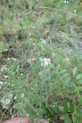 Thesium divaricatum