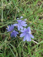 Cichorium intybus