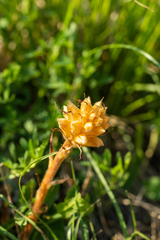 Orobanche lutea