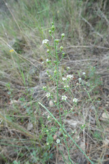Thesium divaricatum