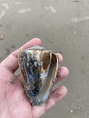 Conus pulcher