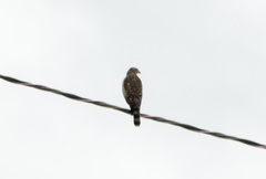 Rupornis magnirostris