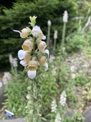 Digitalis lanata