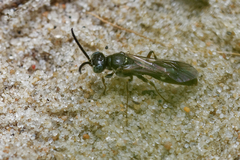 Alysson spinosus