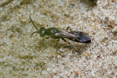 Alysson spinosus