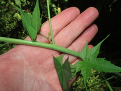 Ripariosida hermaphrodita