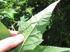 Ripariosida hermaphrodita