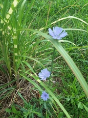 Cichorium intybus