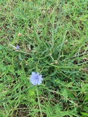Cichorium intybus