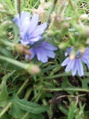 Cichorium intybus