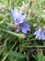 Cichorium intybus