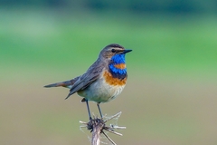 Luscinia svecica svecica