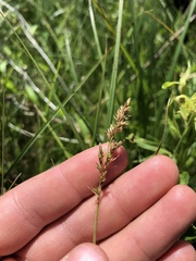 Carex prairea