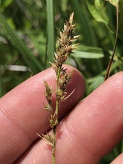 Carex prairea