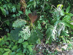 Pentagonia donnell-smithii