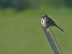 Melospiza melodia image