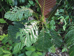 Pentagonia donnell-smithii