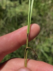 Carex prairea