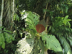 Pentagonia donnell-smithii