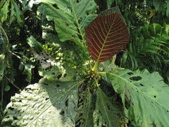 Pentagonia donnell-smithii