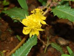 Corchorus asplenifolius image