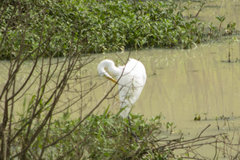 Ardea alba