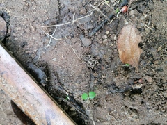 Pelecyphorus pulchellus