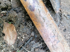 Pelecyphorus pulchellus