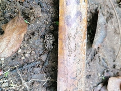 Pelecyphorus pulchellus