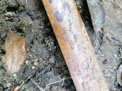 Pelecyphorus pulchellus