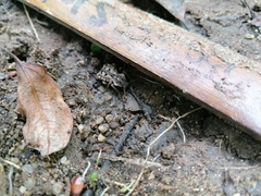 Pelecyphorus pulchellus