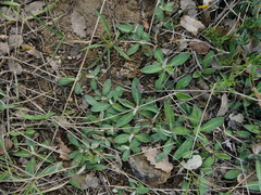 Pilosella saussureoides