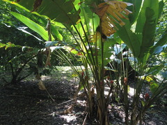 Heliconia imbricata