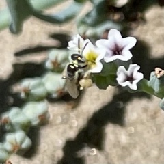 Perdita heliotropii