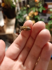 Apis mellifera