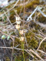 Spergula morisonii