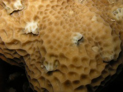 Gardineroseris planulata